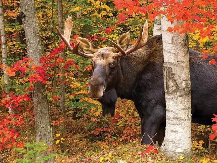 Autumn King 500 Piece Puzzle Large Pieces