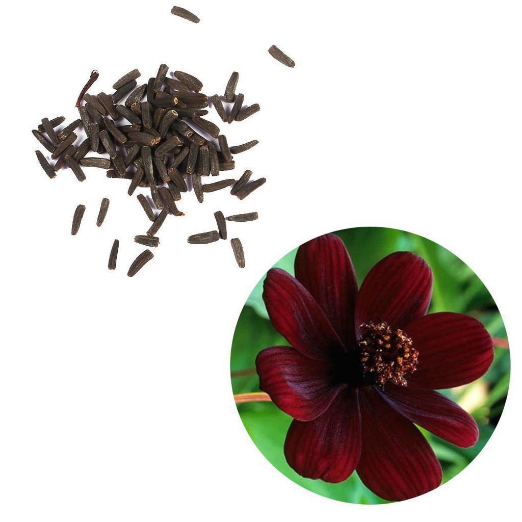 chocolate cosmos flower seeds Chocolate Cosmos Flower Seed Packet – Golden Gait Mercantile
