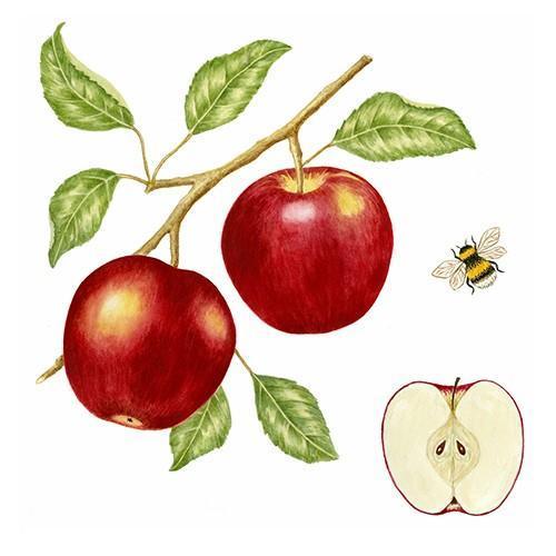 Flour Sack Towel Set Apples