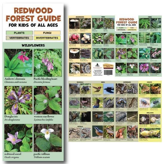 Redwood Forest Guide