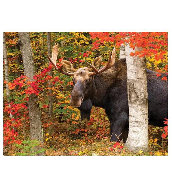 White Mountain Jigsaw Puzzle | Autumn King 500 Piece