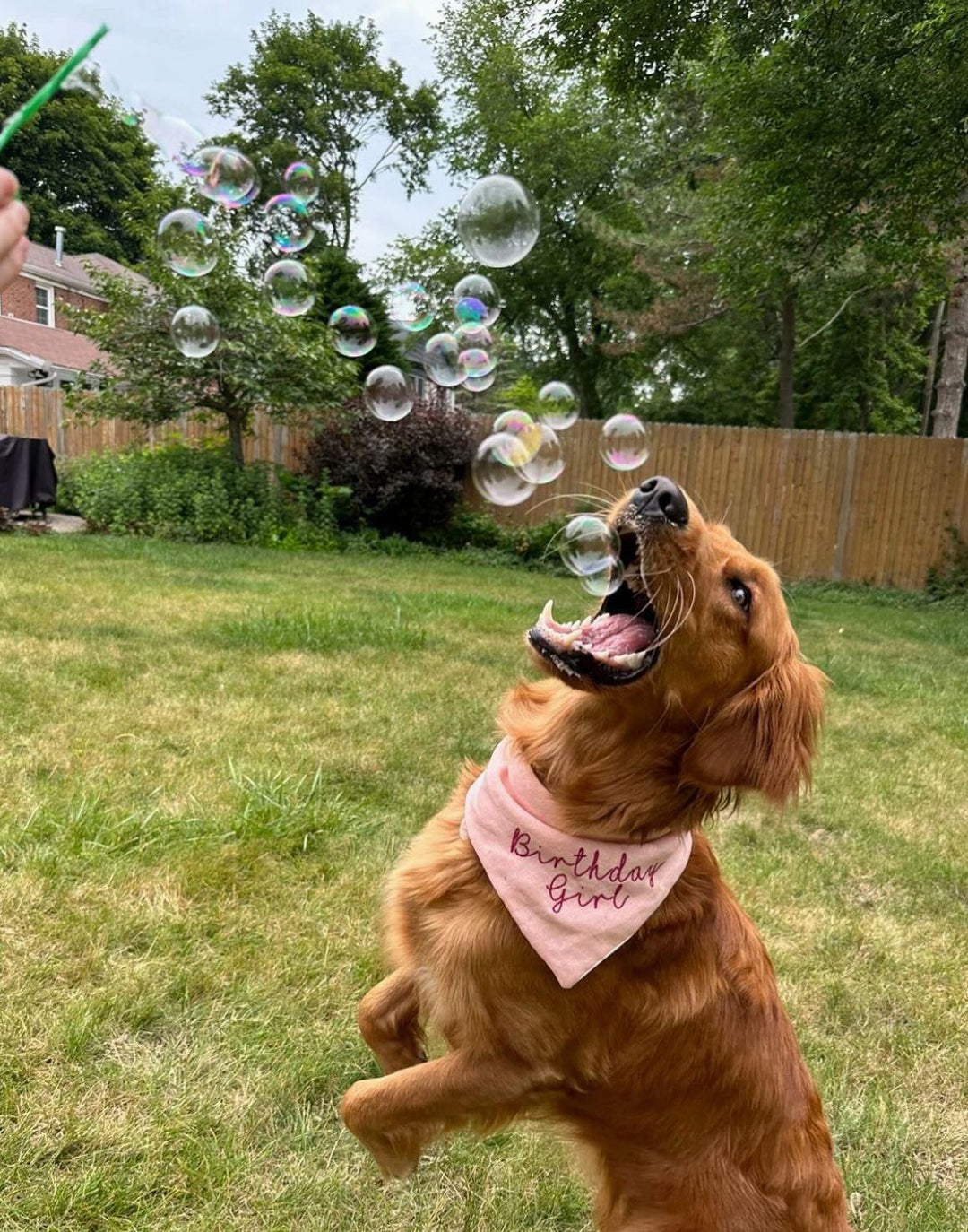 Bubblelick Pets Maple Bacon