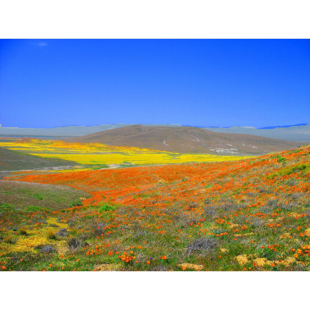 Flower Seed Grow Kit | California Poppy Flower Seed Grow Kit | California Poppy