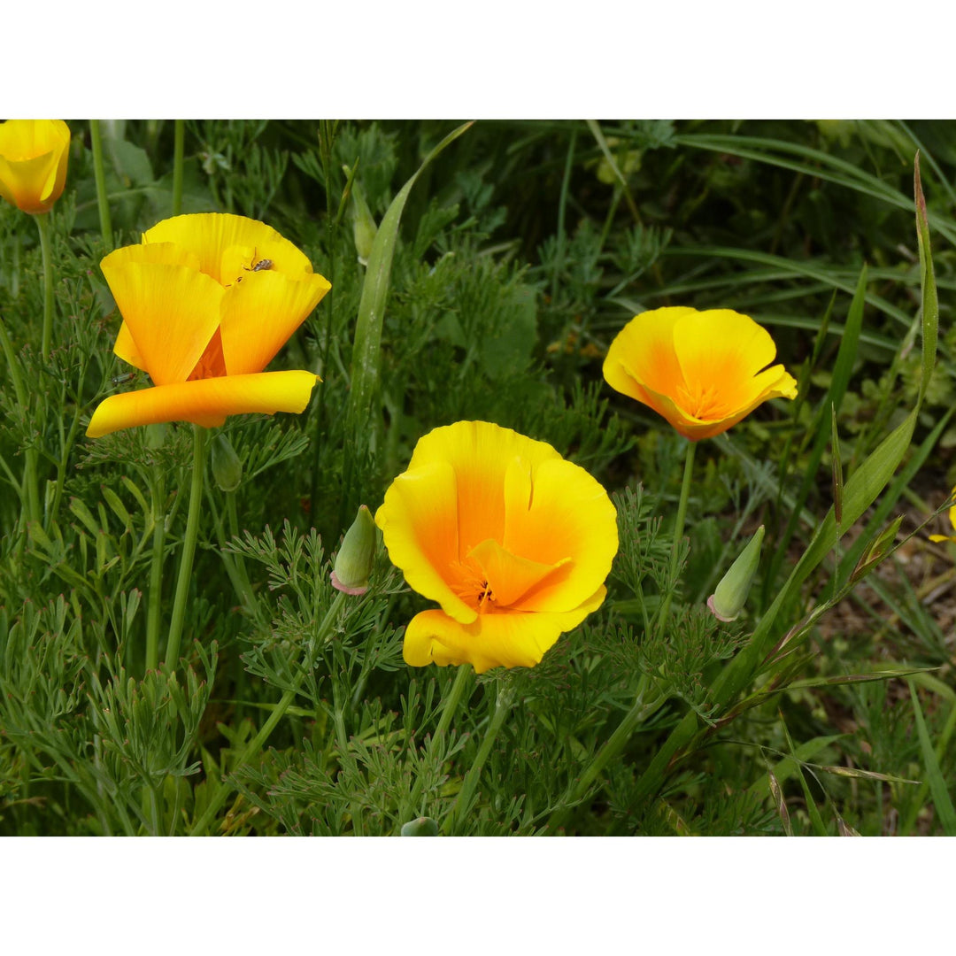 Flower Seed Grow Kit | California Poppy Flower Seed Grow Kit | California Poppy