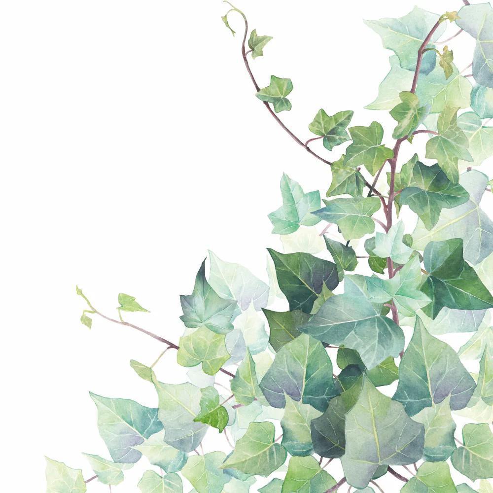 Lunch Napkin 6.5" x 6.5" HEDERA WHITE Lunch Napkin 6.5" x 6.5"