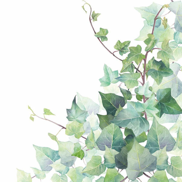 Lunch Napkin 6.5" x 6.5" HEDERA WHITE Lunch Napkin 6.5" x 6.5"