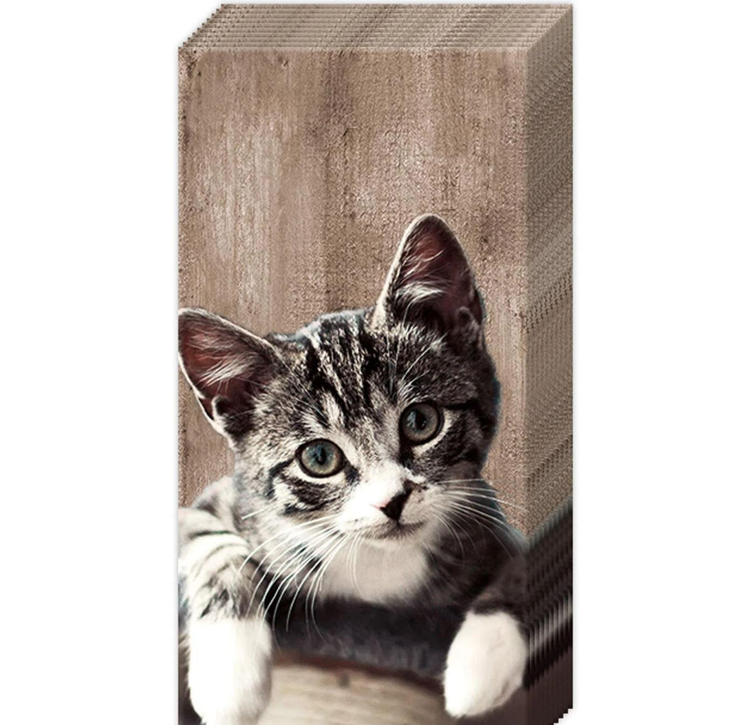 Pocket Tissues | Kasrmir Cat
