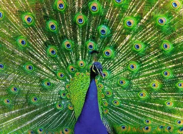 Ravensburger Jigsaw Puzzle | Peacock 500 Piece Ravensburger Jigsaw Puzzle | Peacock 500 Piece