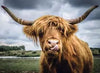 Ravensburger Jigsaw Puzzle | Puzzle Moment: Highland Cattle 300 Piece