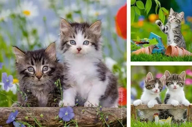 Ravensburger Jigsaw Puzzle | Tiger Kittens Ravensburger Jigsaw Puzzle | Tiger Kittens