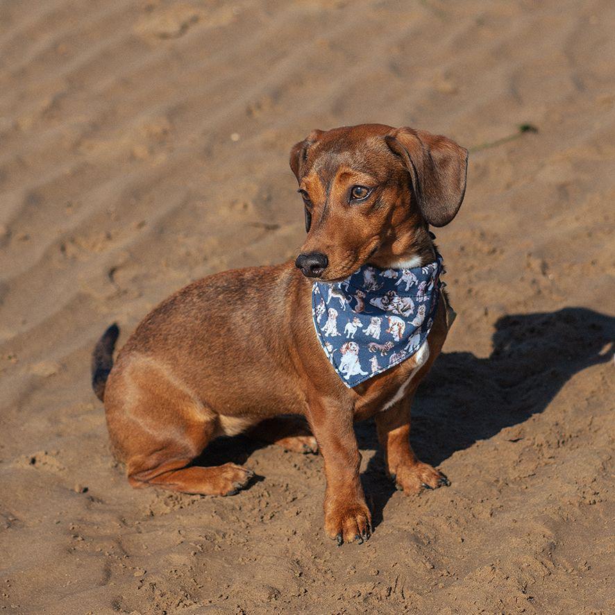 Wrendale Designs Dog Bandana