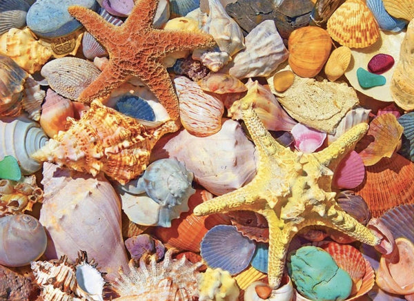 Beach Shells 550 Piece Jigsaw Puzzle by White Mountain Puzzle