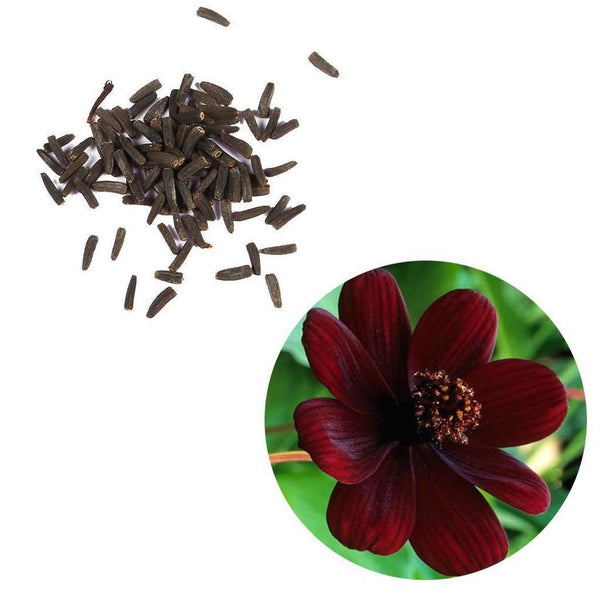 Chocolate Cosmos Flower Seed Packet