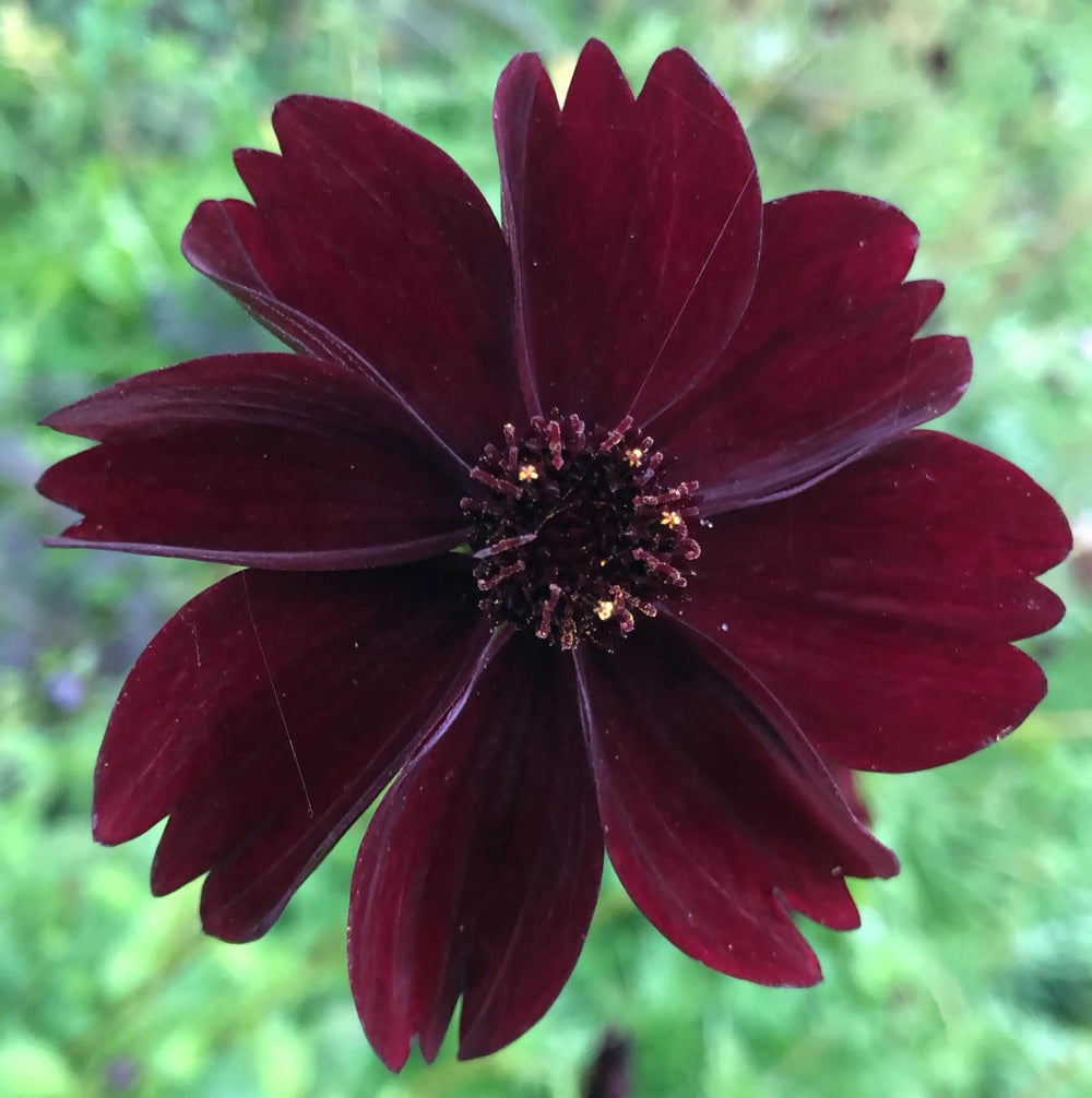 Chocolate Cosmos Flower Seed Packet