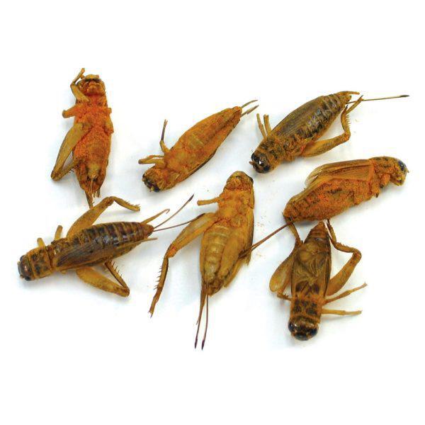 Crick-Ettes Seasoned Crickets | Bacon & Cheese