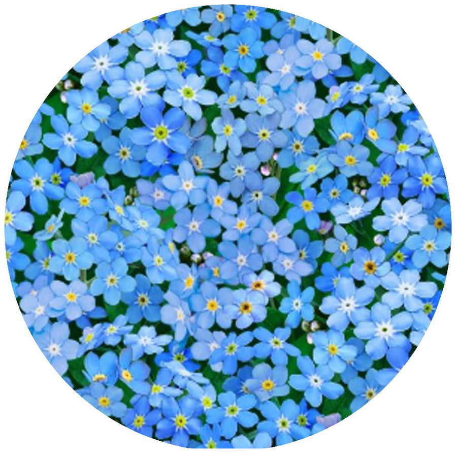 Decorative Silicone  Jar Opener | Forget-Me-Nots