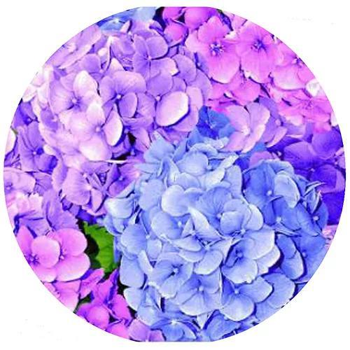 Decorative Silicone  Jar Opener | Hydrangea