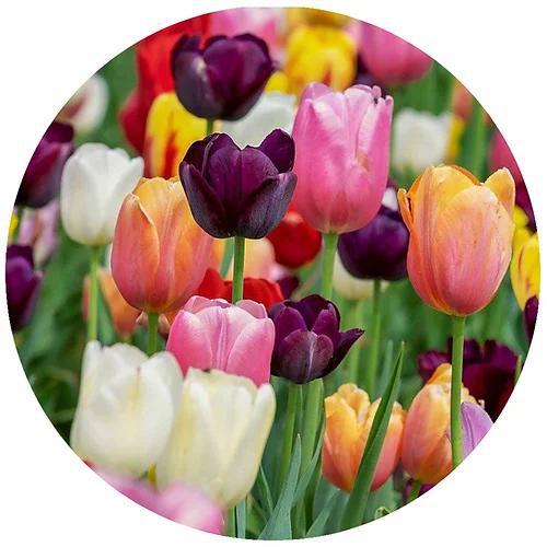 Decorative Silicone  Jar Opener | Multi-Colored Tulips