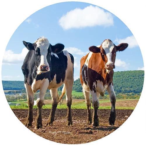 Decorative Silicone Jar Opener | Two Cows