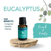 Essential Oil | Eucalyptus