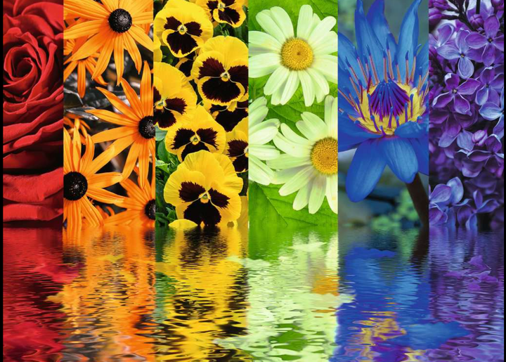 Floral Reflections 500 Piece Puzzle by Ravensburger