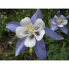Flower Seed Grow Kit | Rocky Mountain Columbine