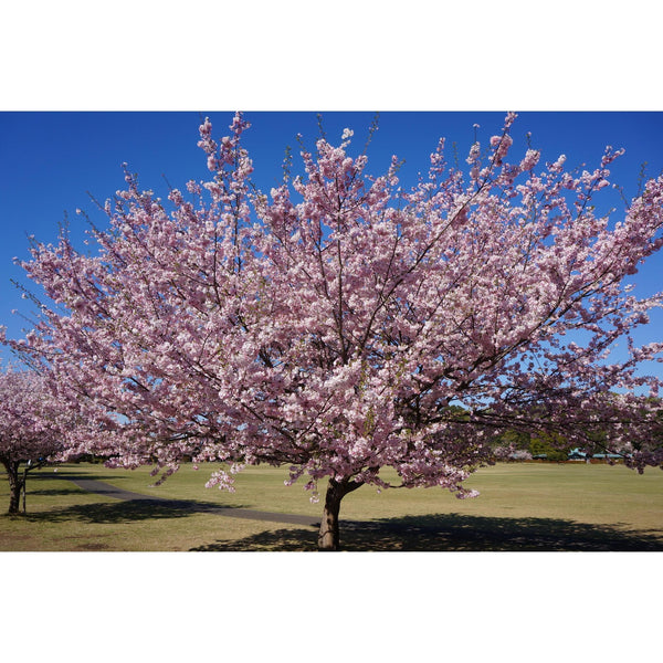 Grow A Tree Kit | Blossoming Cherry Tree