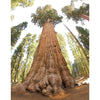 Grow A Tree Kit | Giant Sequoia