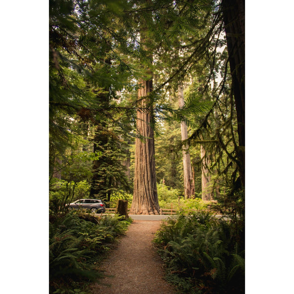 Grow A Tree Kit | Golden Gate Coast Redwood Tree