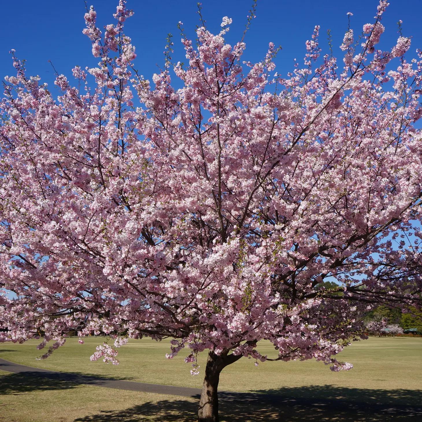 Cherry Blossoms Purse Pad