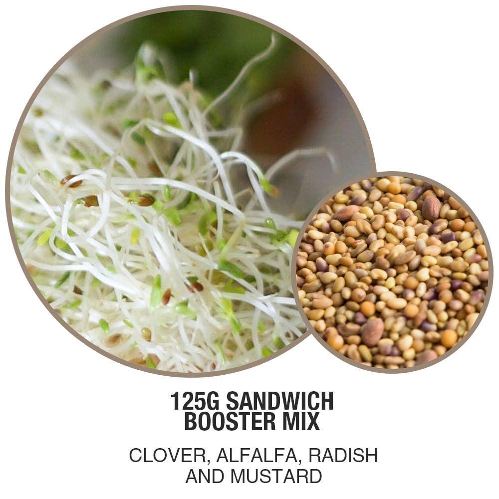 Mumm's  Sprouting Seeds | Sandwich Booster