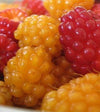 Oceanside Jams | Wild Native Salmonberry