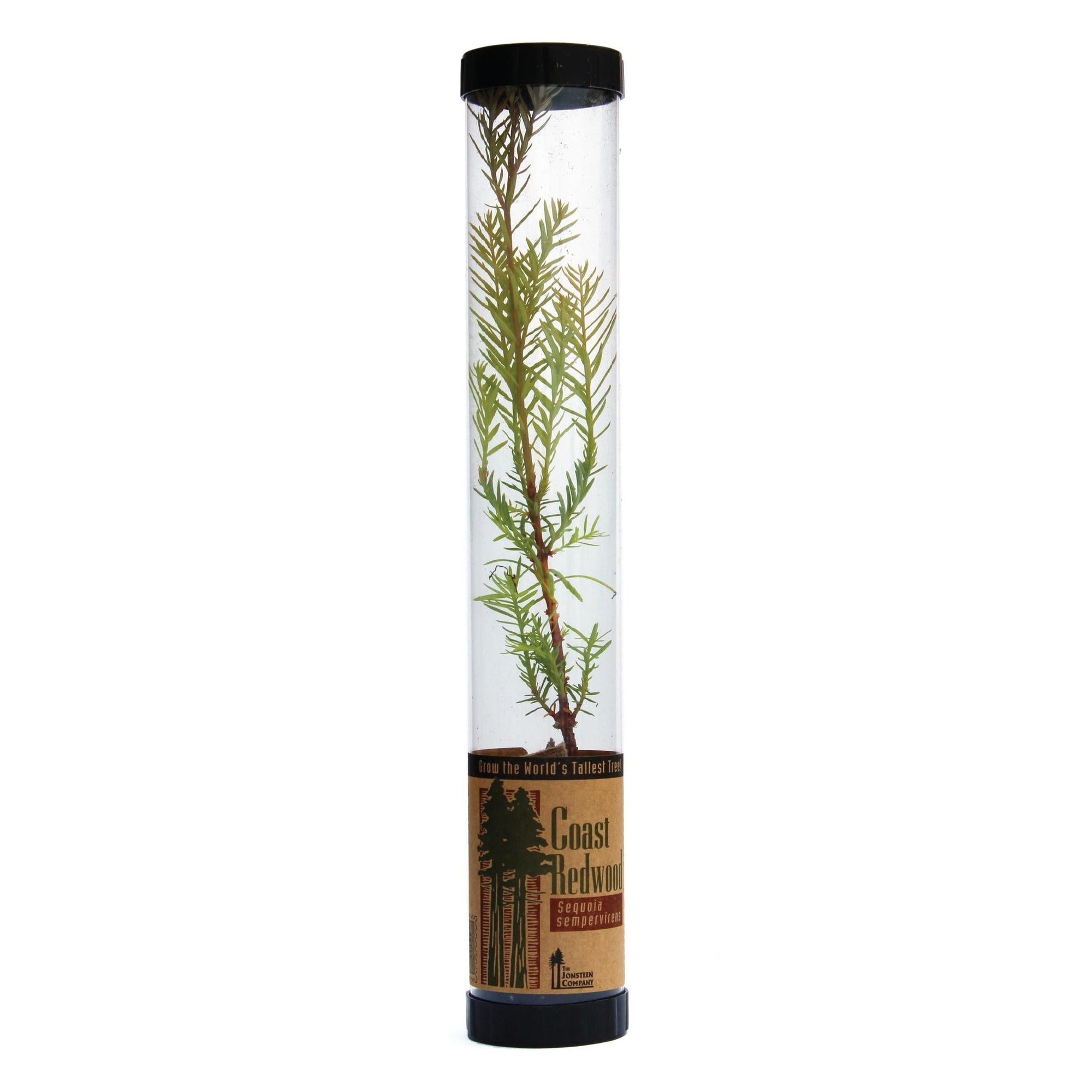 Packaged Live Tree |Coast Redwood