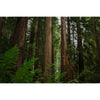 Packaged Live Tree |Coast Redwood