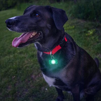 PupBrightz Dog Collar Lights