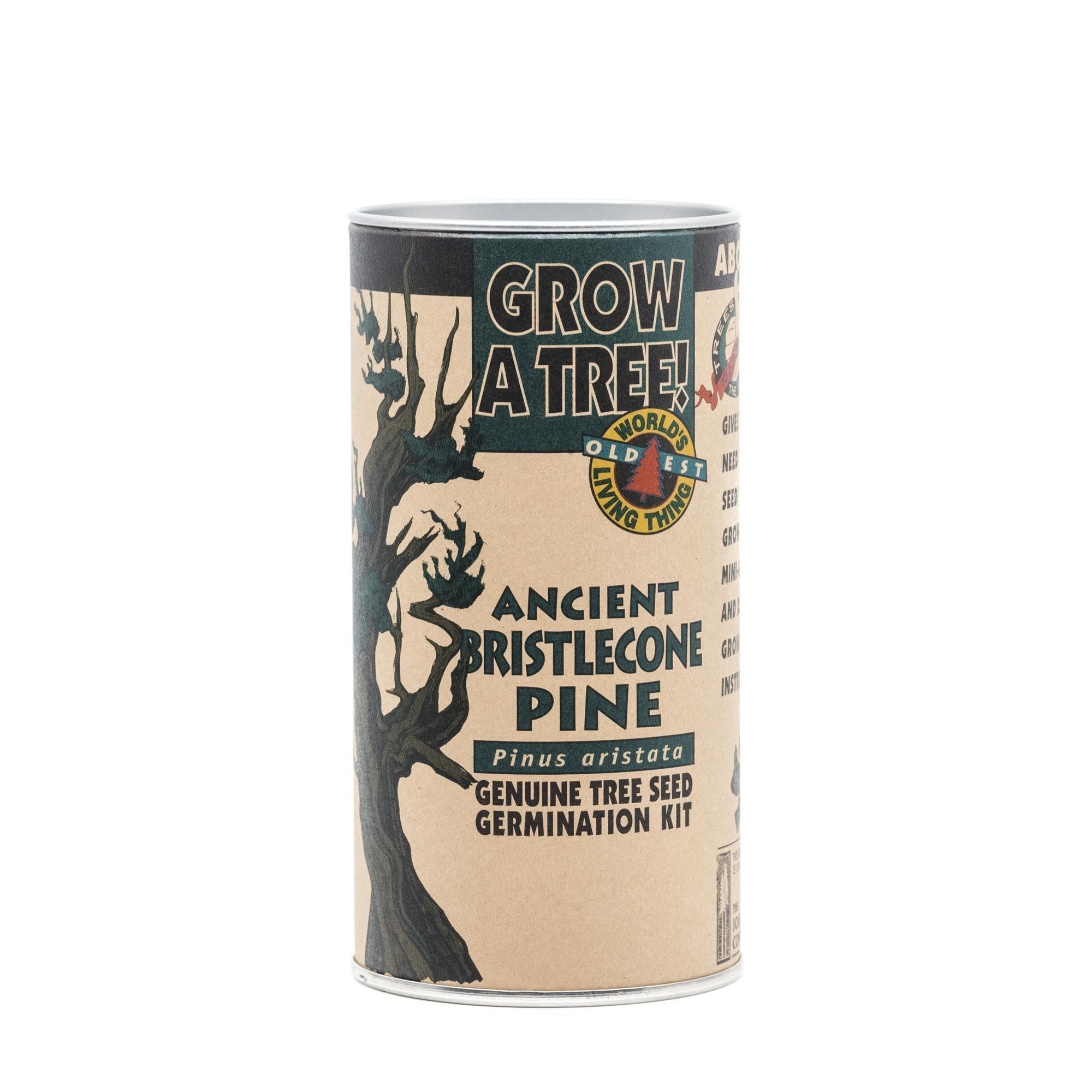 Seed Grow Kit | Ancient Bristlecone Pine Tree