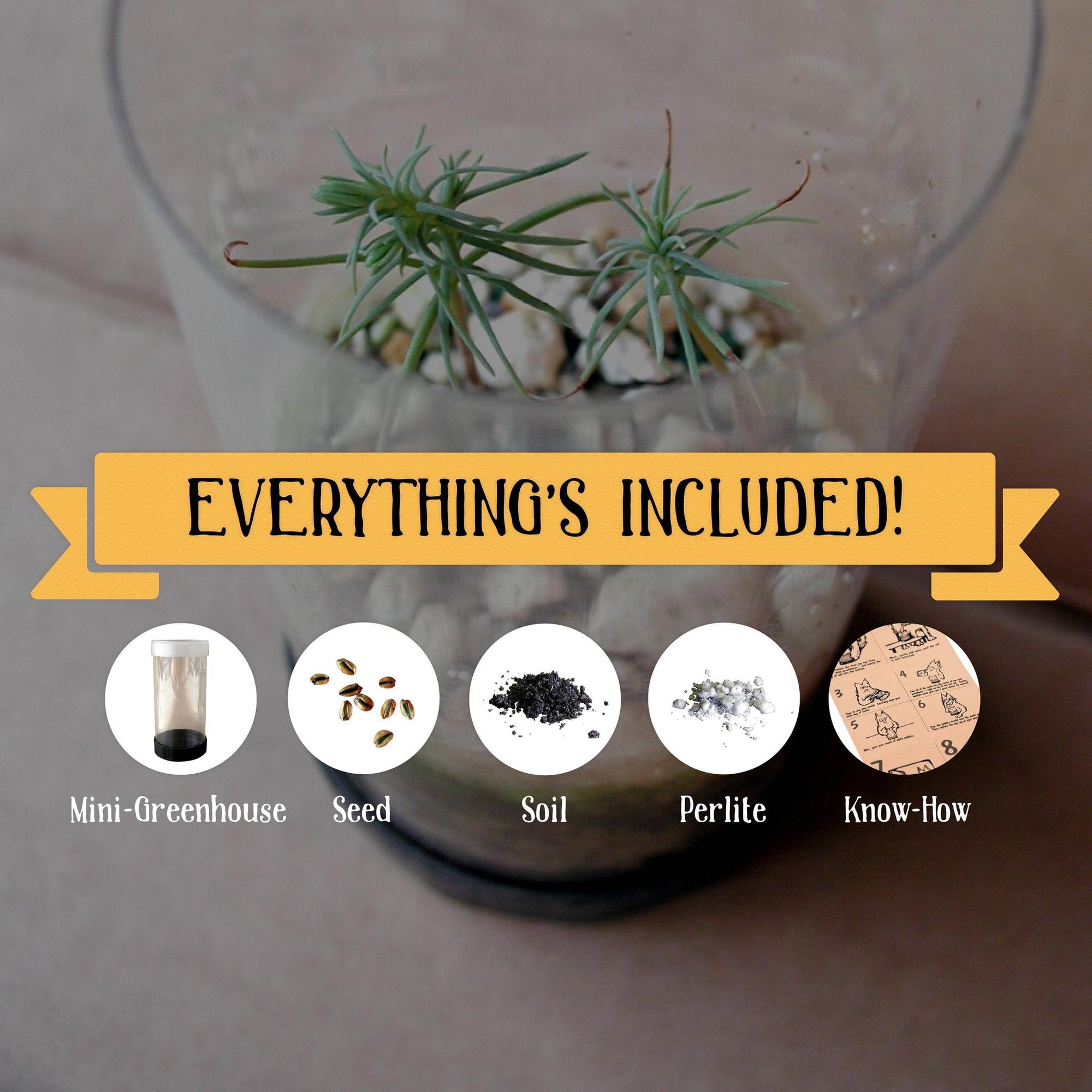 Seed Grow Kit | Ancient Bristlecone Pine Tree