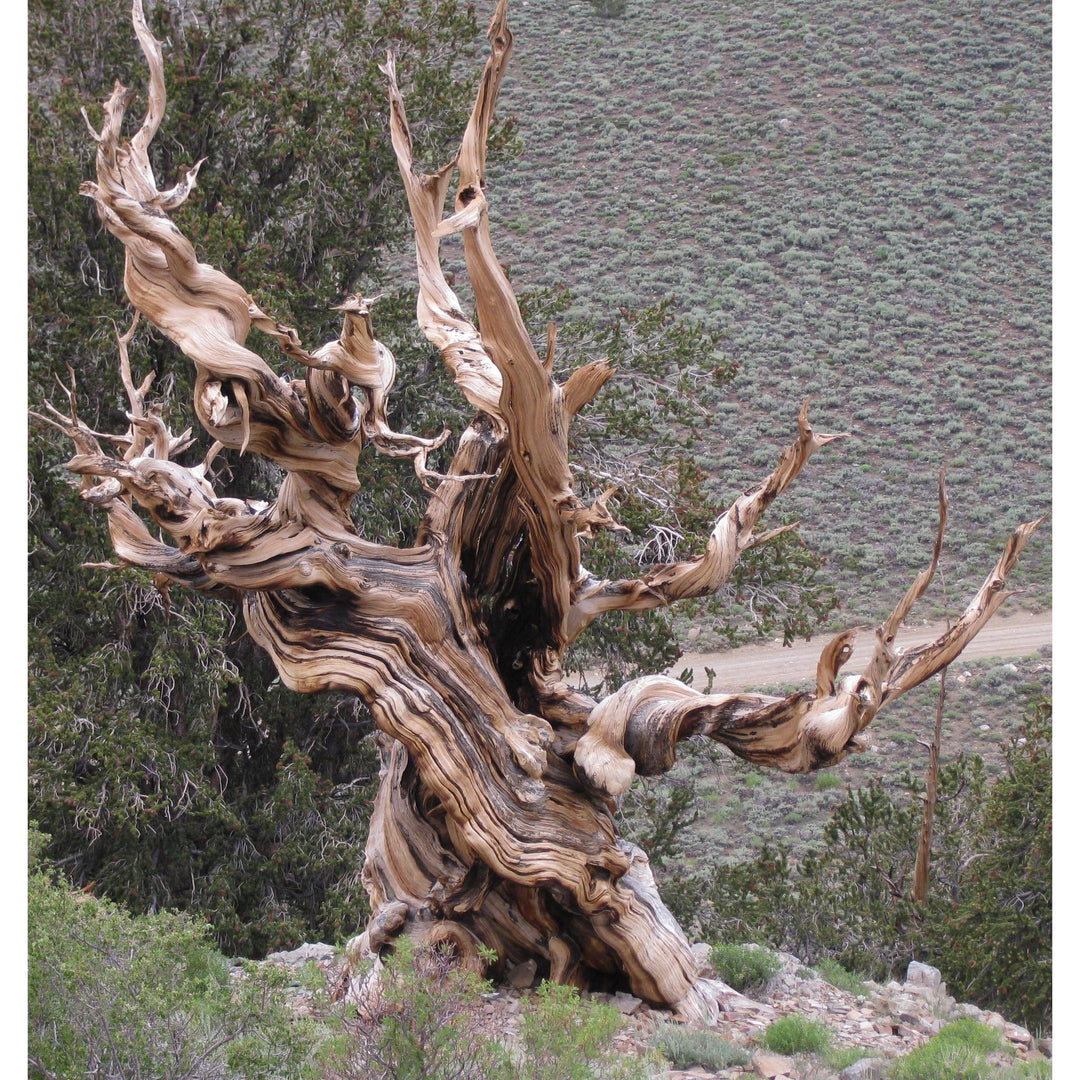 Seed Grow Kit | Ancient Bristlecone Pine Tree