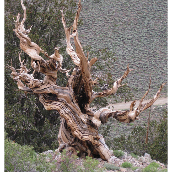 Seed Grow Kit | Ancient Bristlecone Pine Tree
