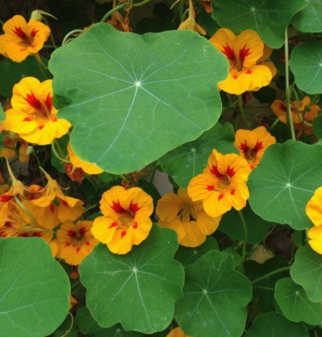 Seed Grow Kit | Edible Nasturtium Flower Seeds