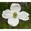 Seed Grow Kit | Flowering Dogwood Tree