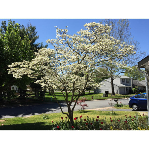 Seed Grow Kit | Flowering Dogwood Tree