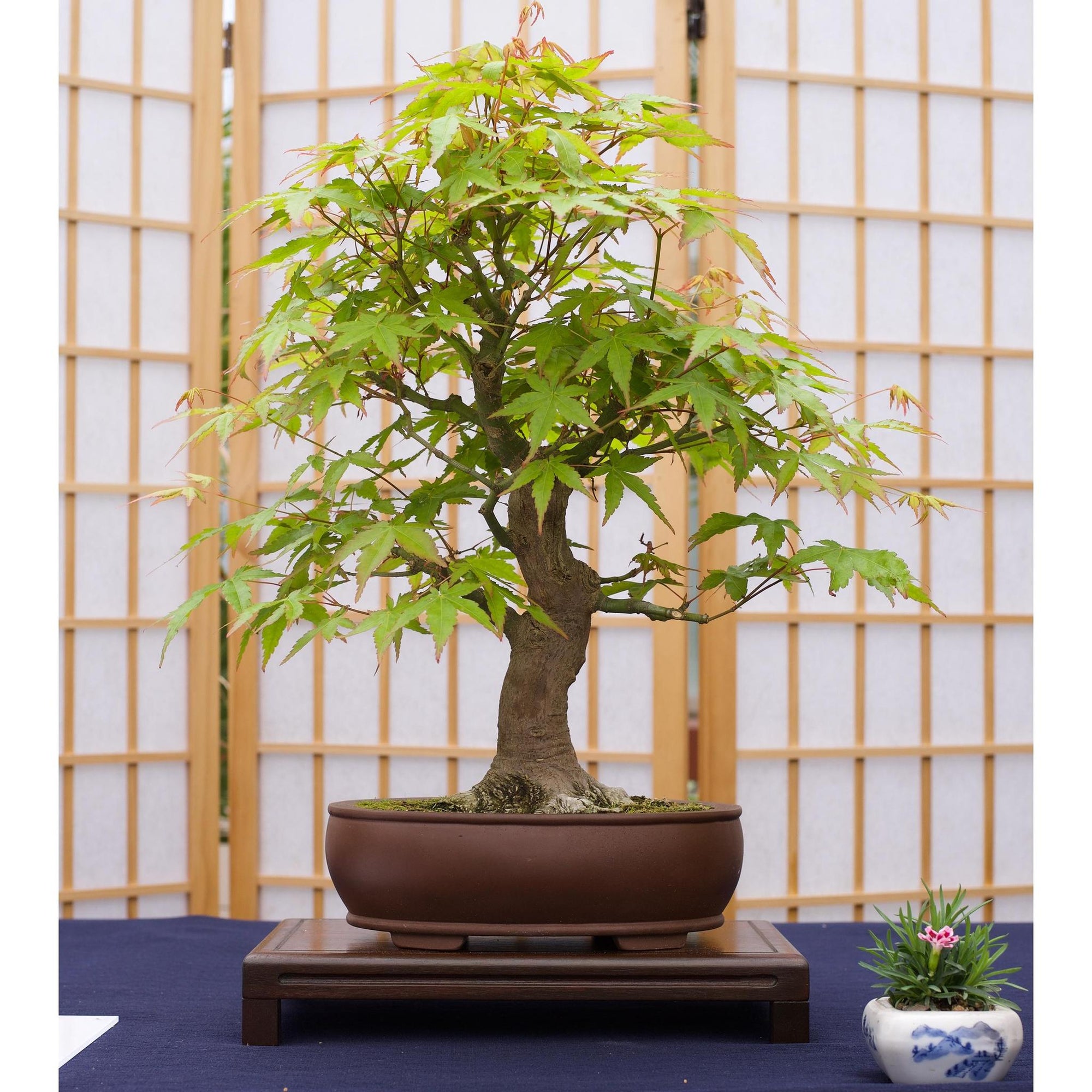 Seed Grow Kit | Japanese Maple Bonsai Tree