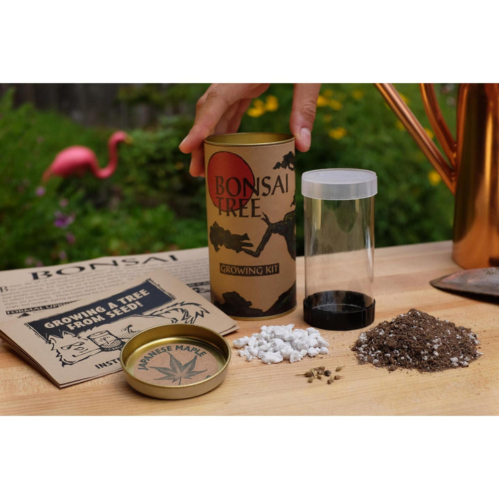 Seed Grow Kit | Japanese Maple Bonsai Tree