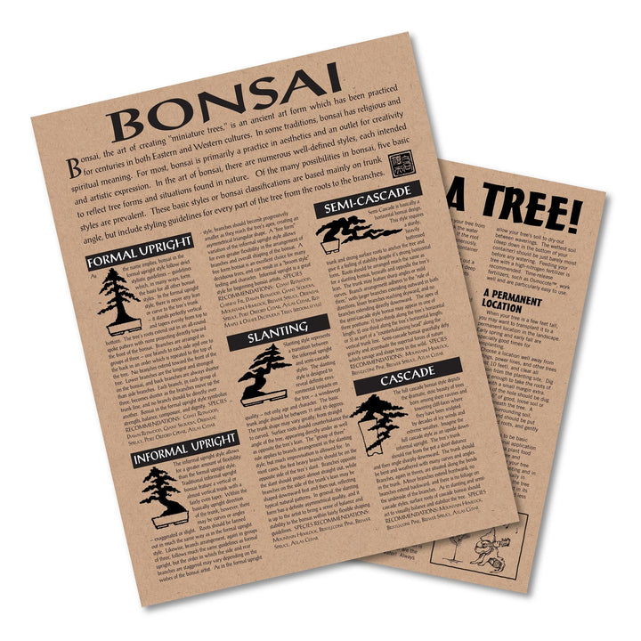 Seed Grow Kit | Japanese Maple Bonsai Tree