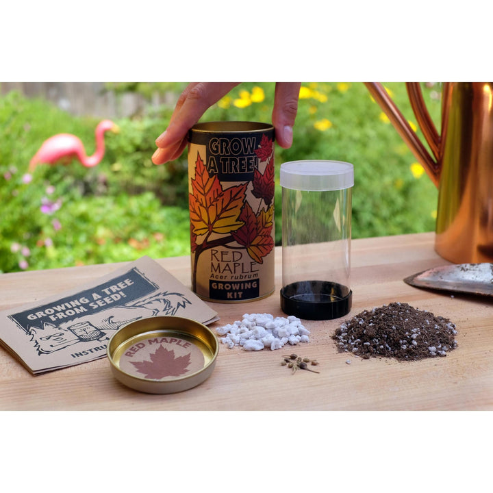 Seed Grow Kit | Red Maple Tree