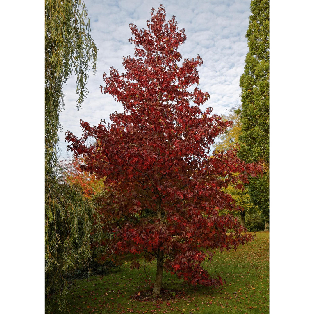 Seed Grow Kit | Red Maple Tree