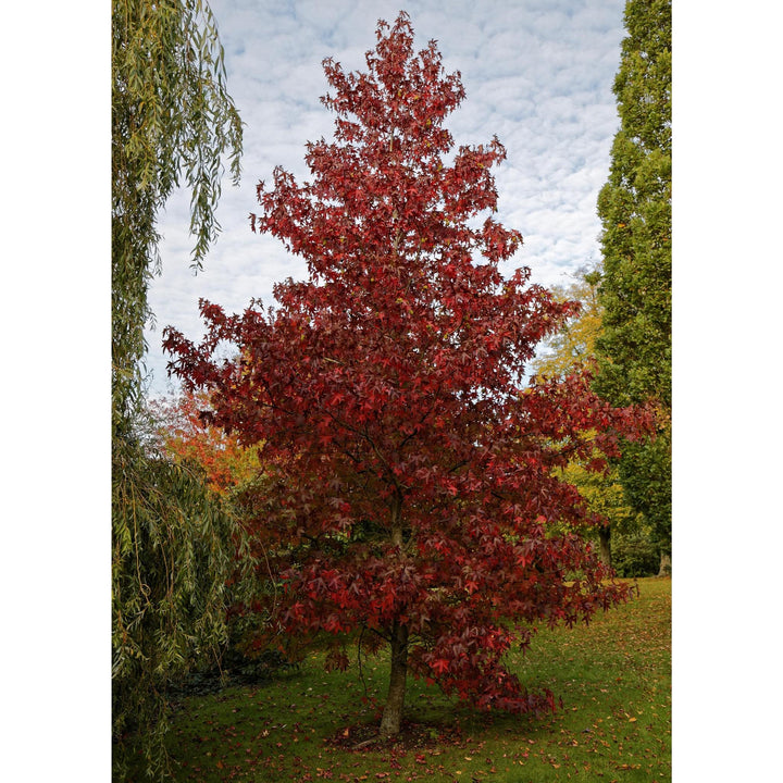 Seed Grow Kit | Red Maple Tree