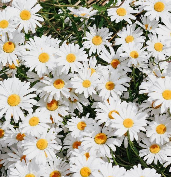 Seed Grow Kit | Shasta Daisy Seeds