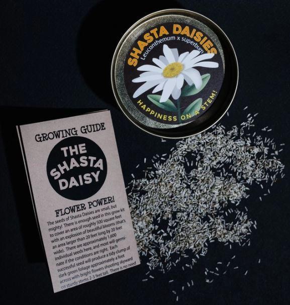 Seed Grow Kit | Shasta Daisy Seeds